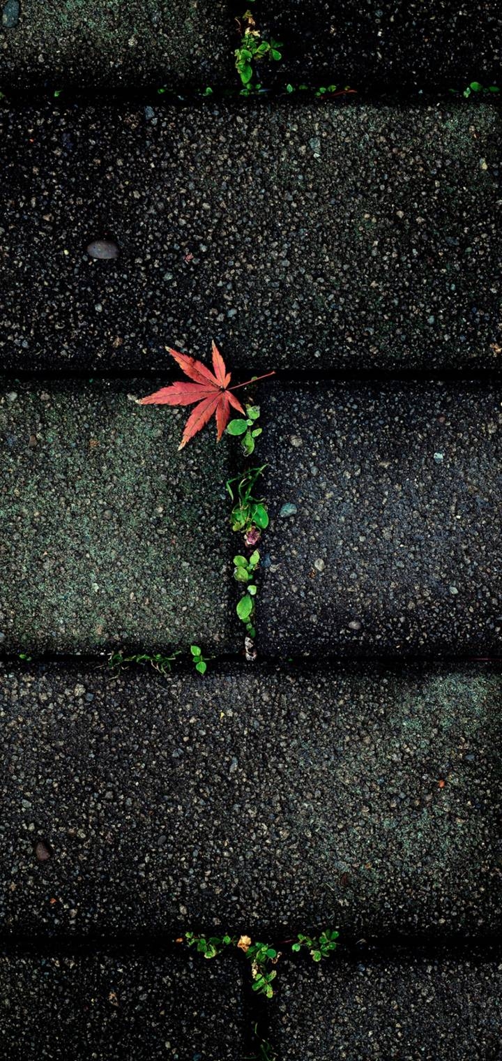 wall