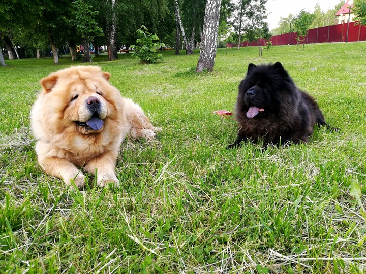 Dogs