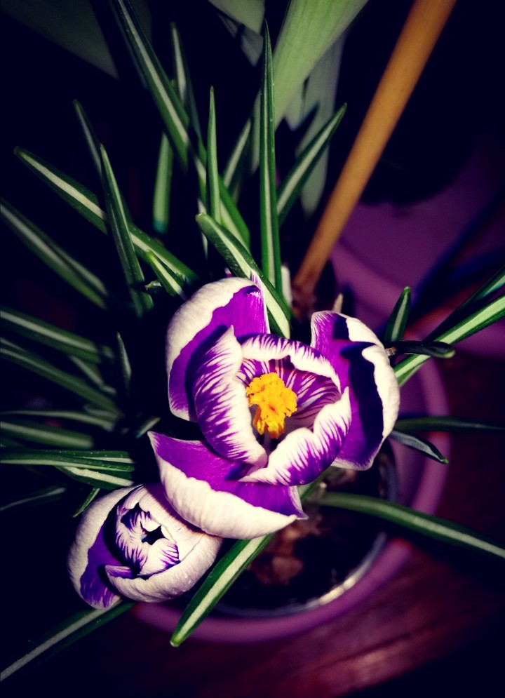 Crocus