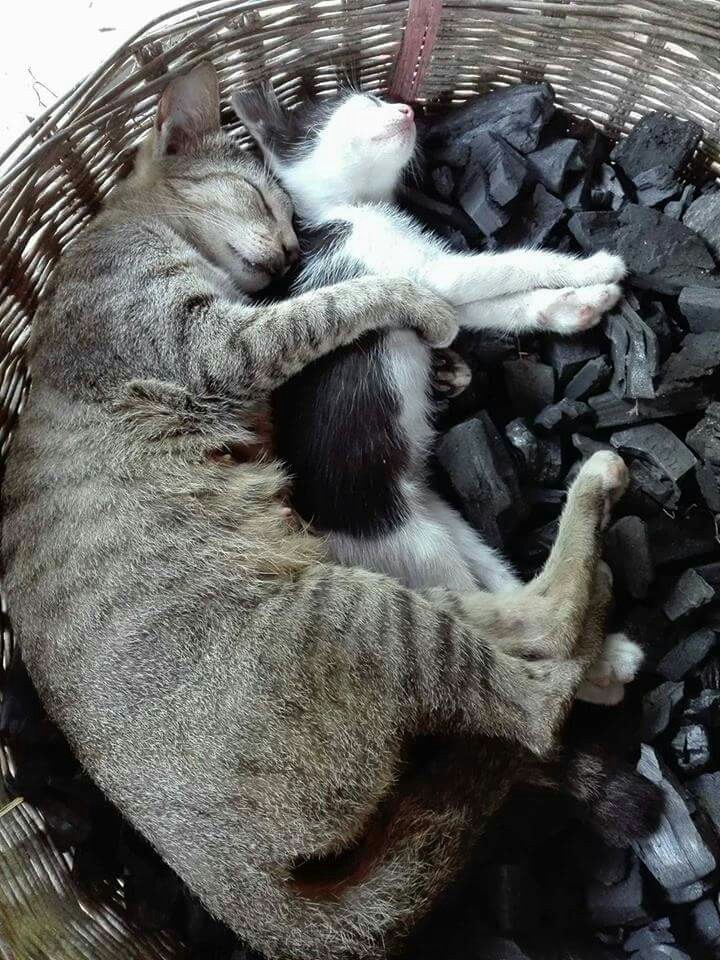 Mummy 