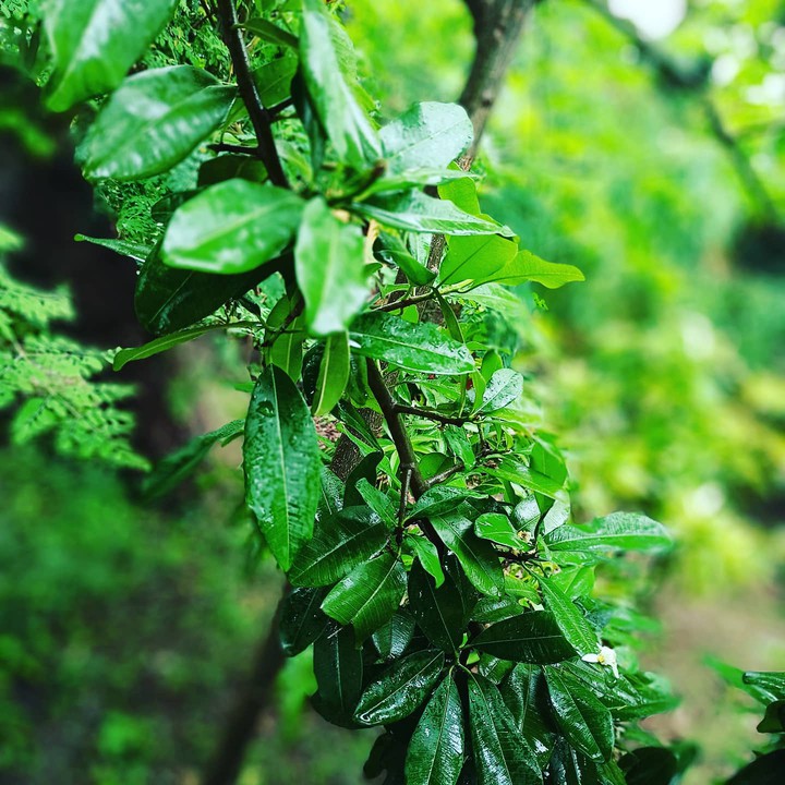 rainy greeny leaves