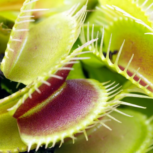 Venus-flytrap
