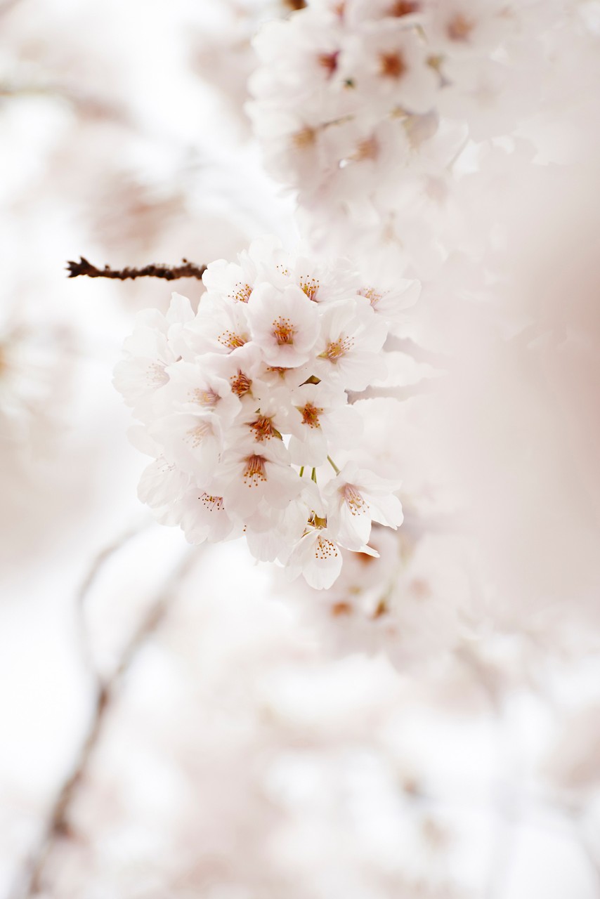 Cherryblossom