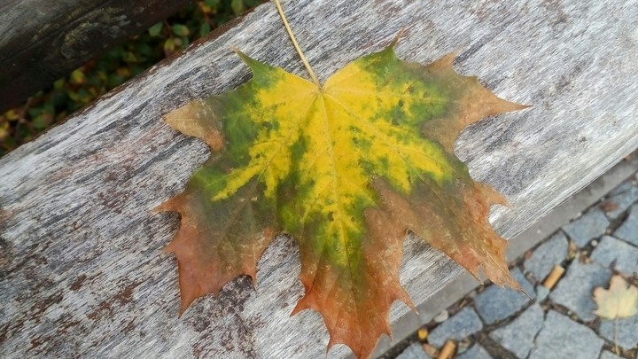 autumn leaf