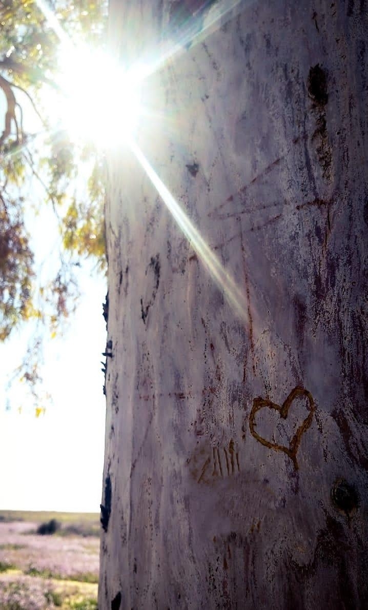 heart