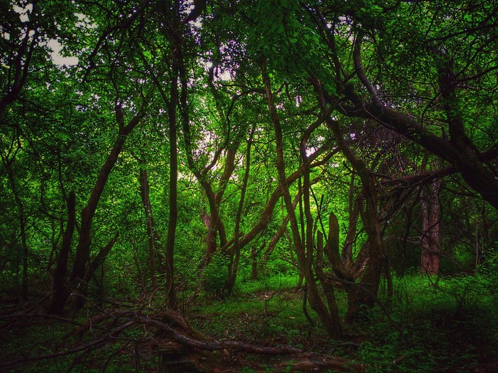 forest