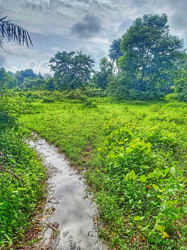 Forest