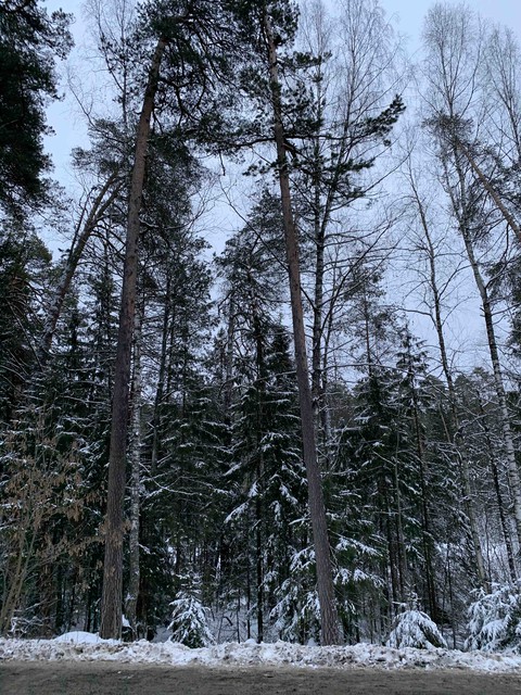 forest