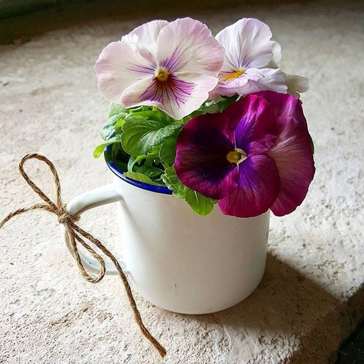 Viola