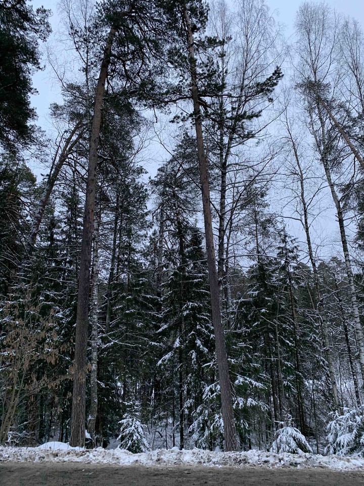 forest
