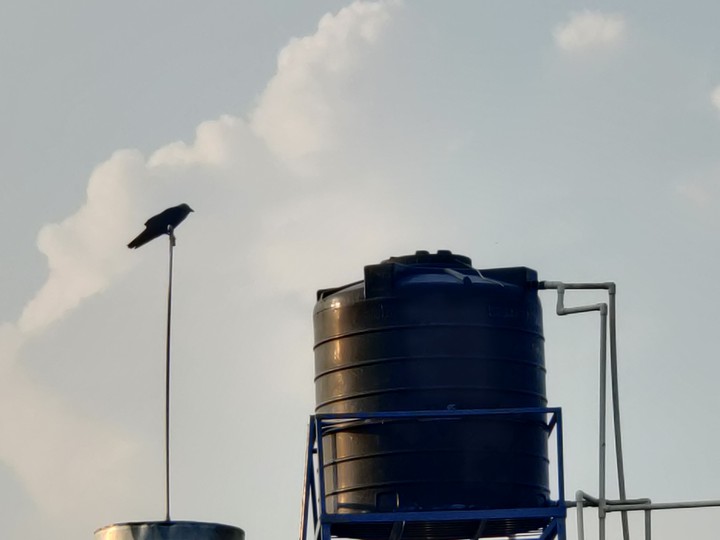 crow