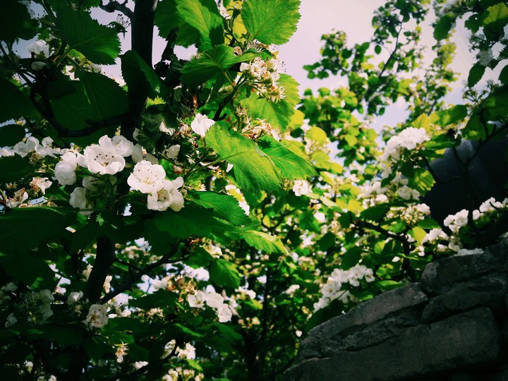 Spring