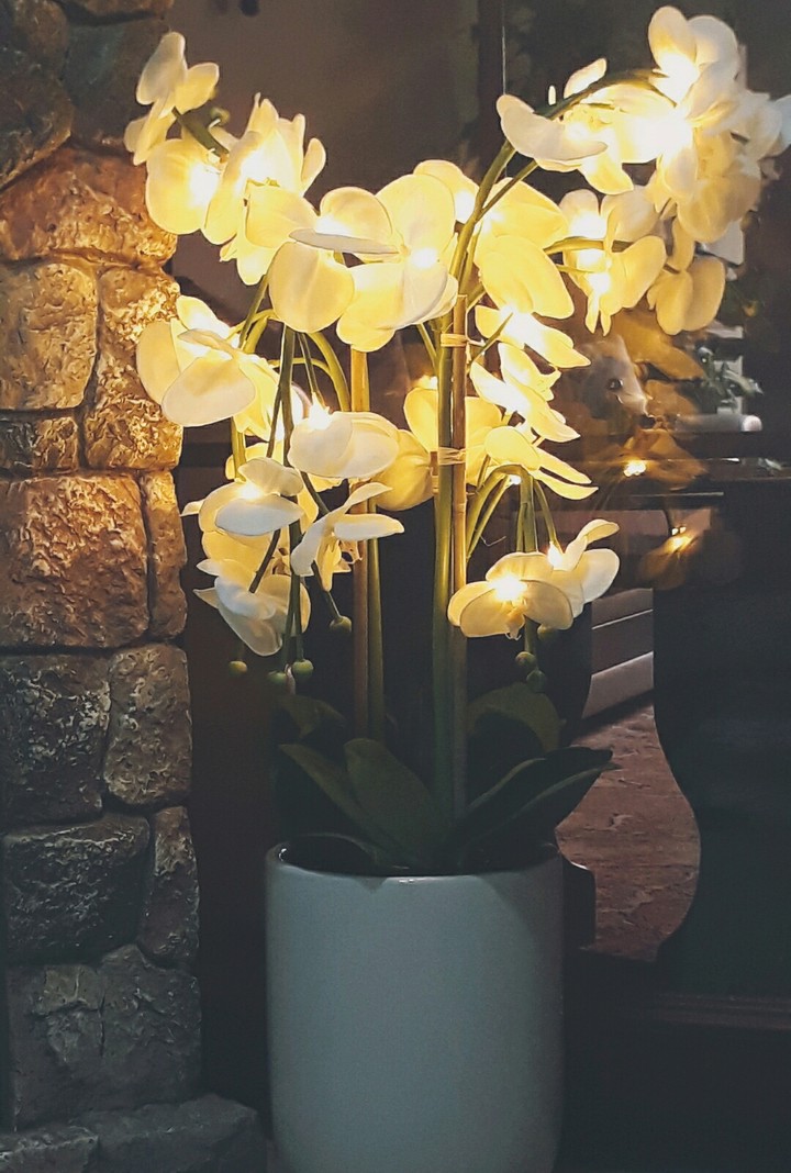 #flower #light #beauty