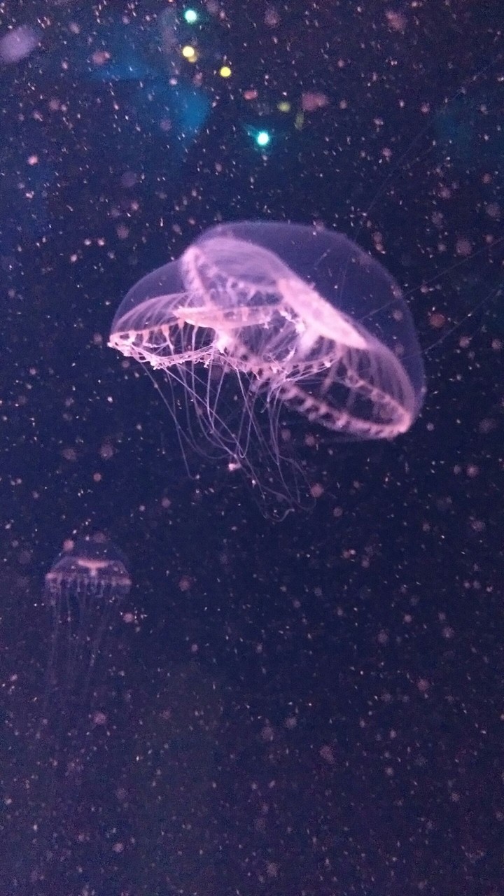 Jellyfish