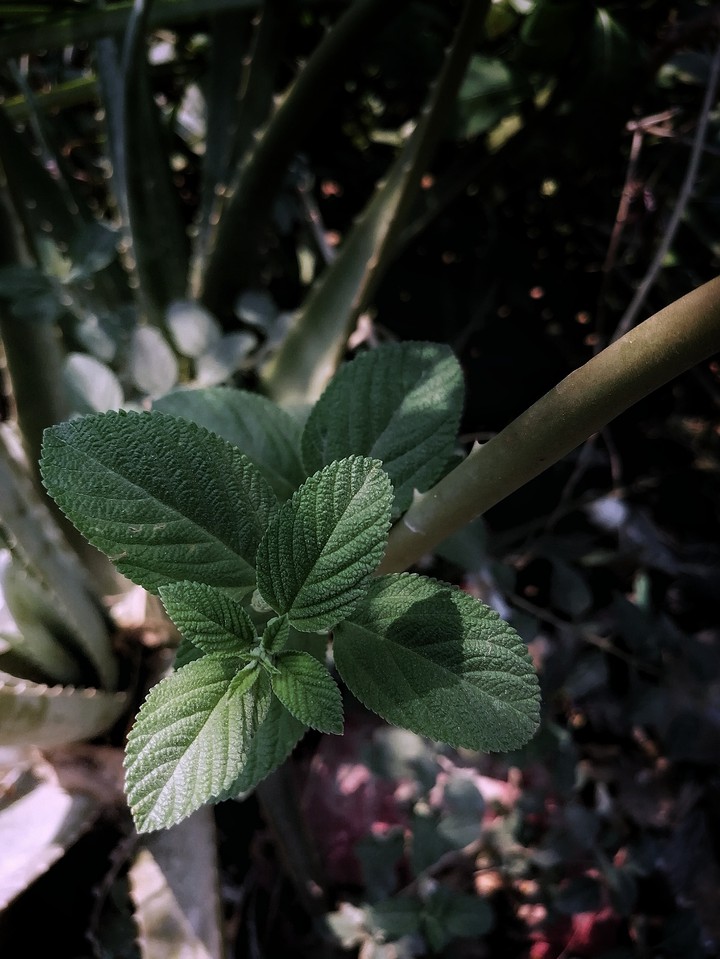 hermosa planta de orégano en un día fresco