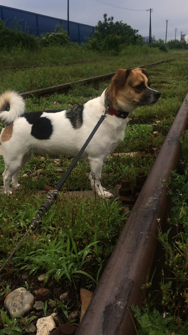 dog