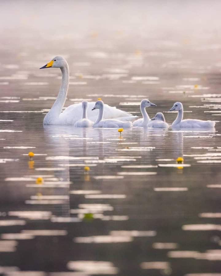 Birds