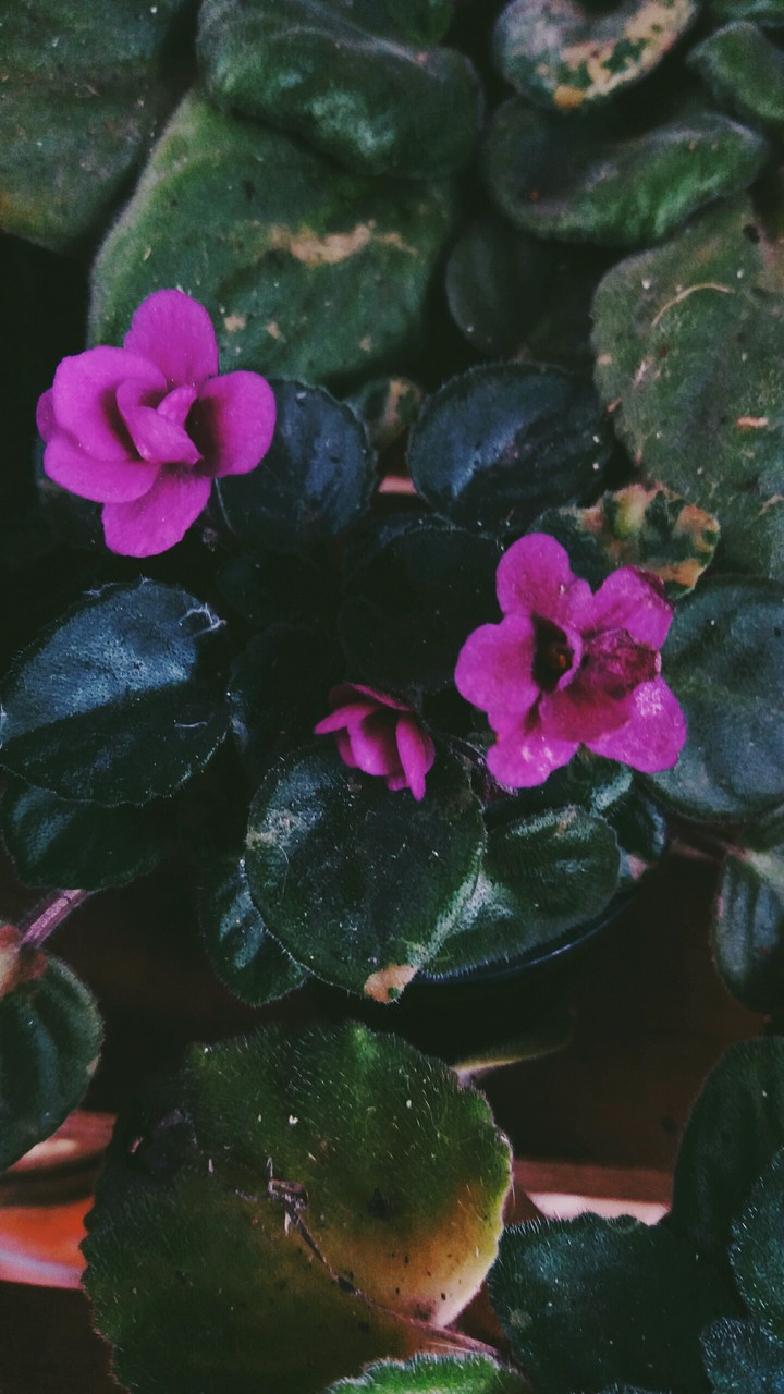 Flower