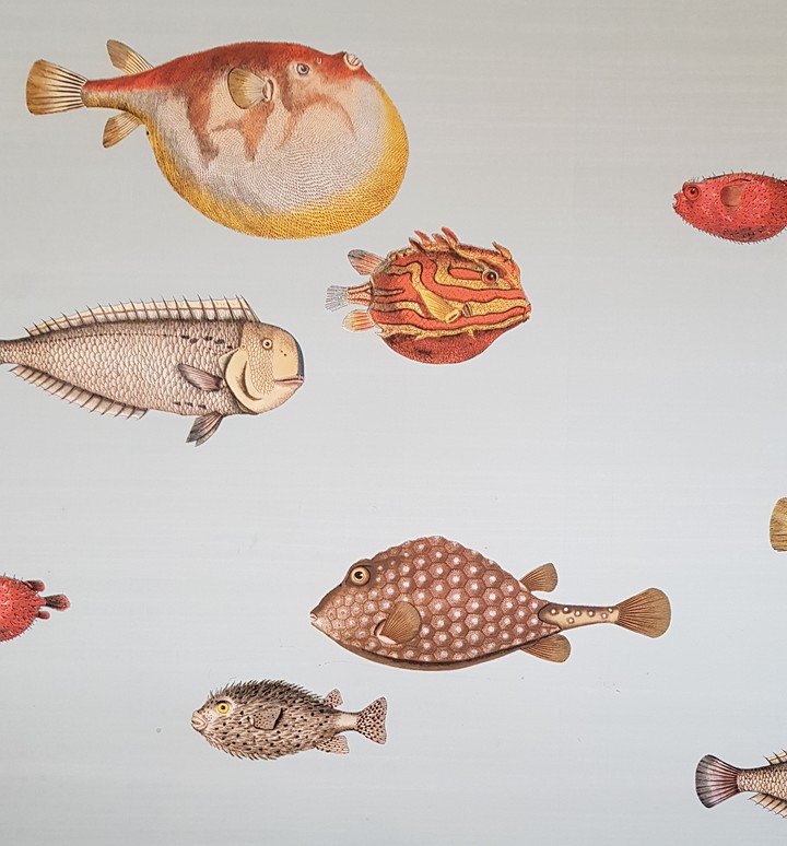 wall of fishes