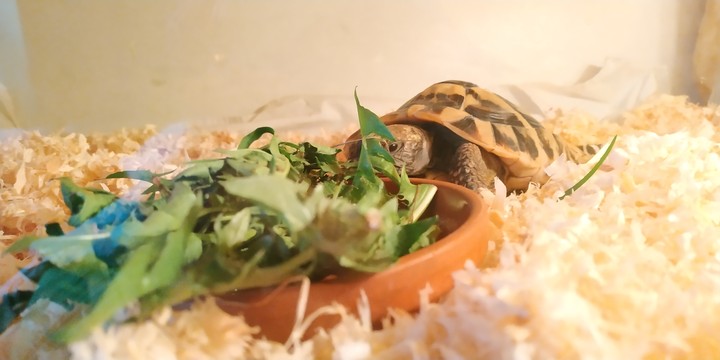 My turtle <3