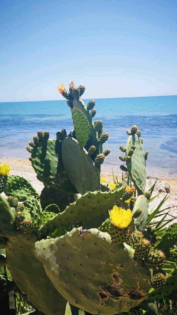 Licata