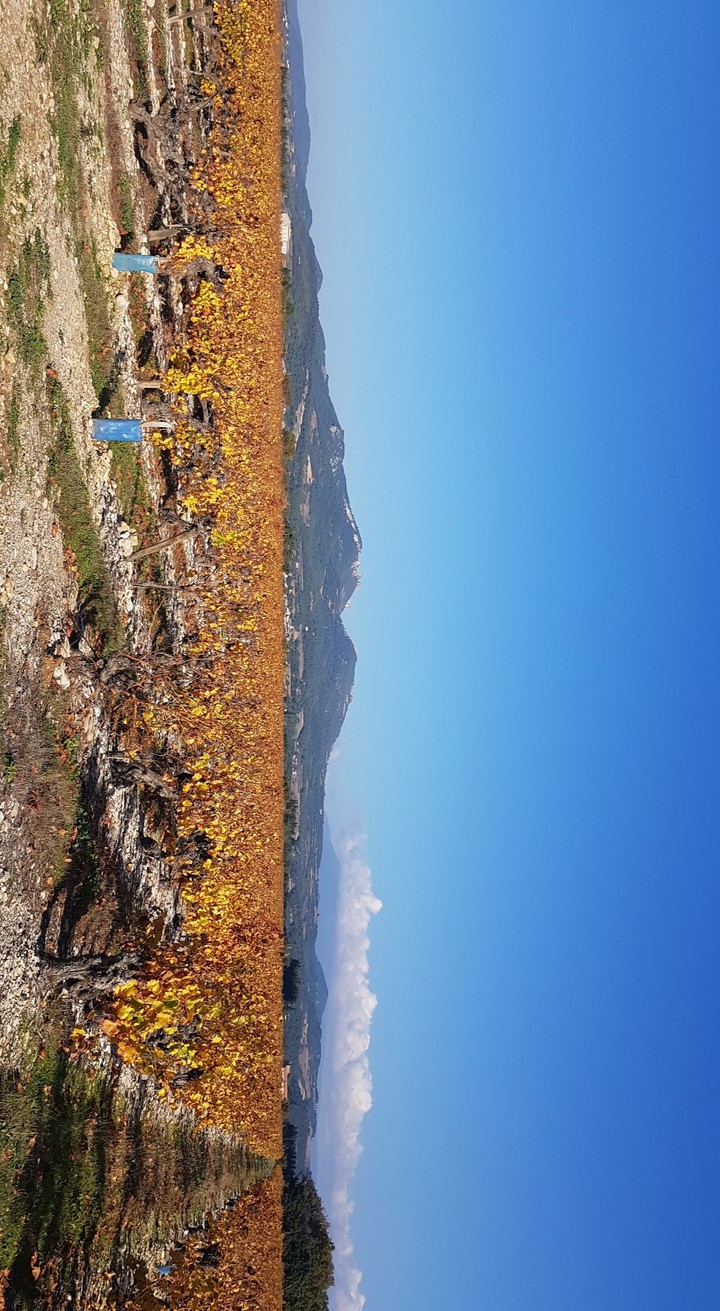 vignes