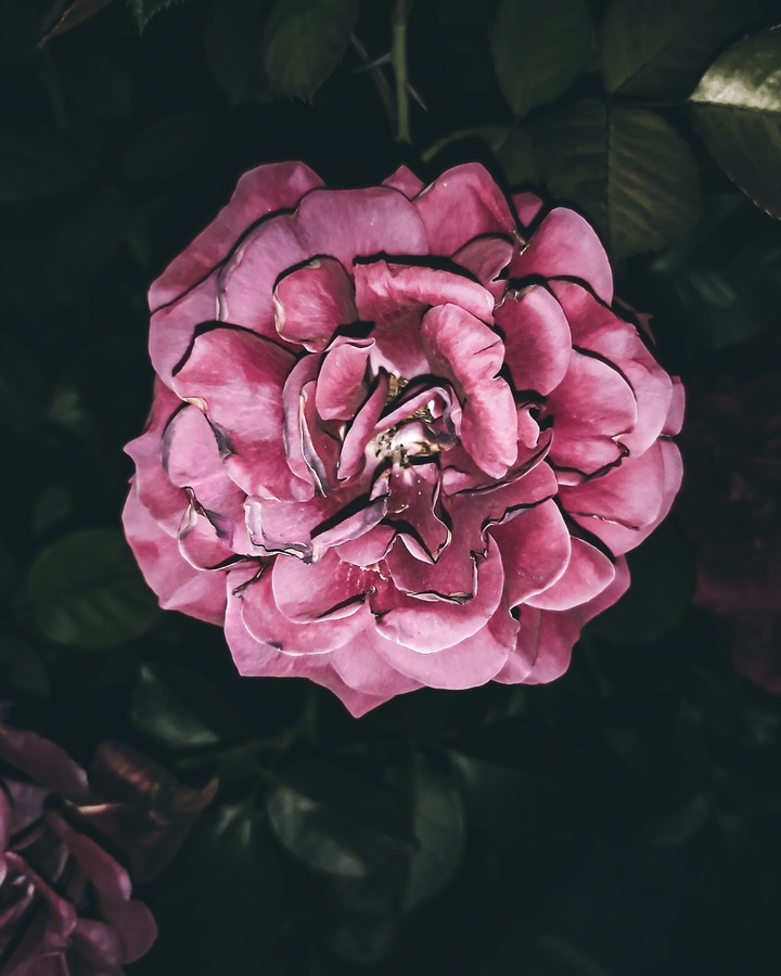 roses