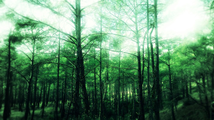 ağaçutree