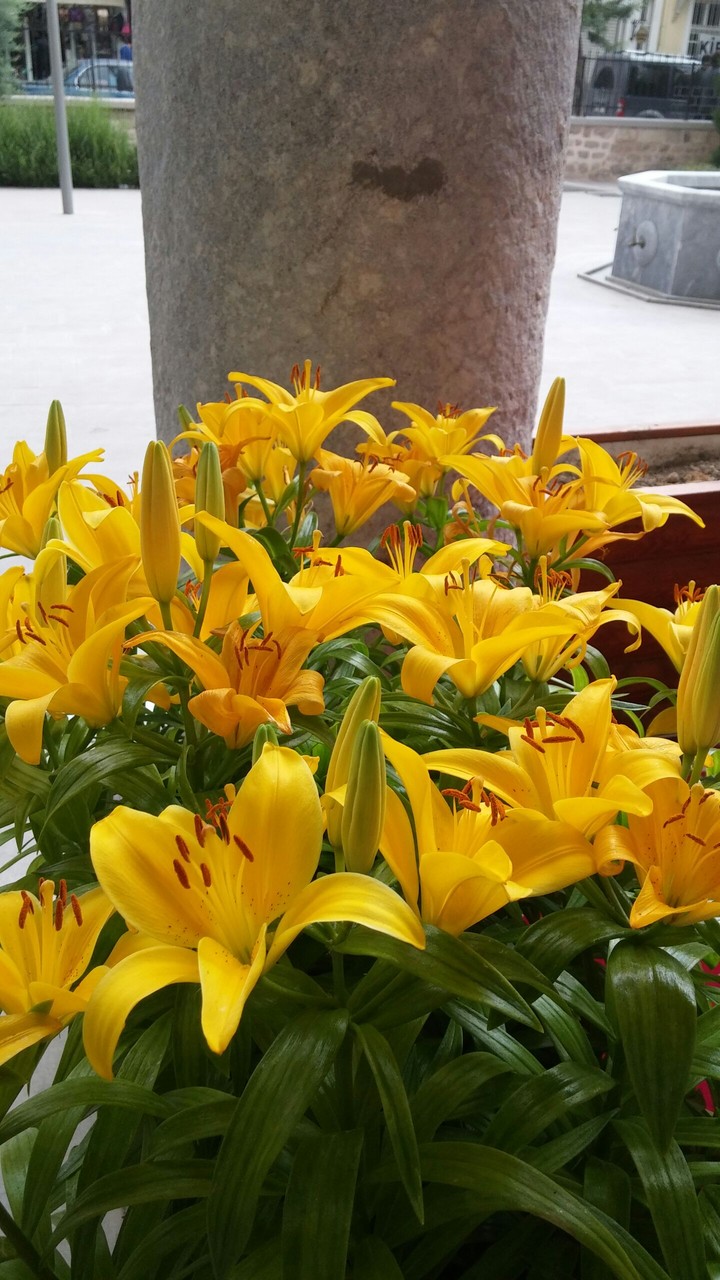 yellow flowers