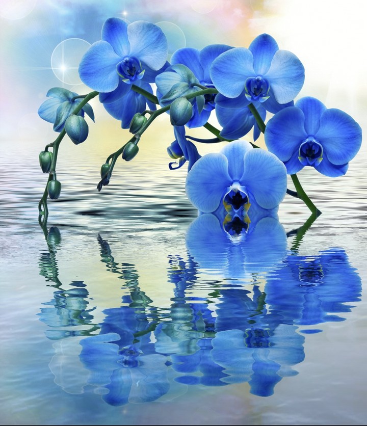 reflection