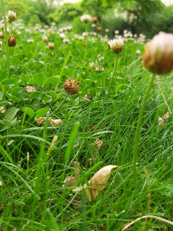Grass