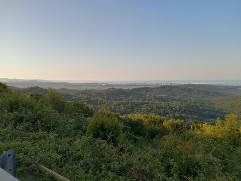 hình nền горизонт, forest