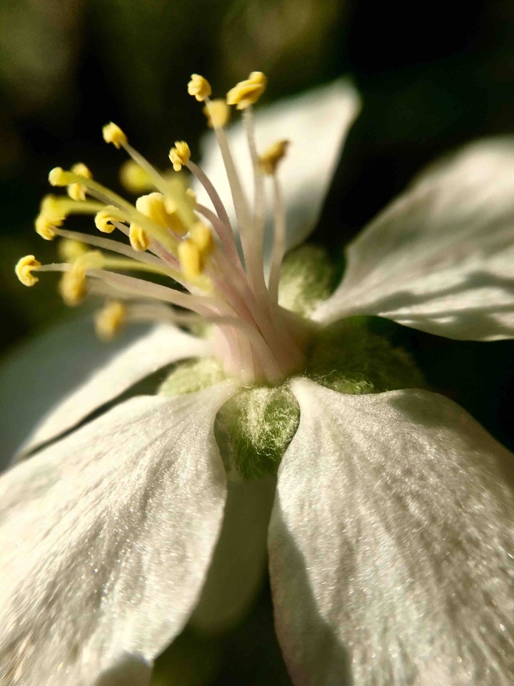 awaiting for bees