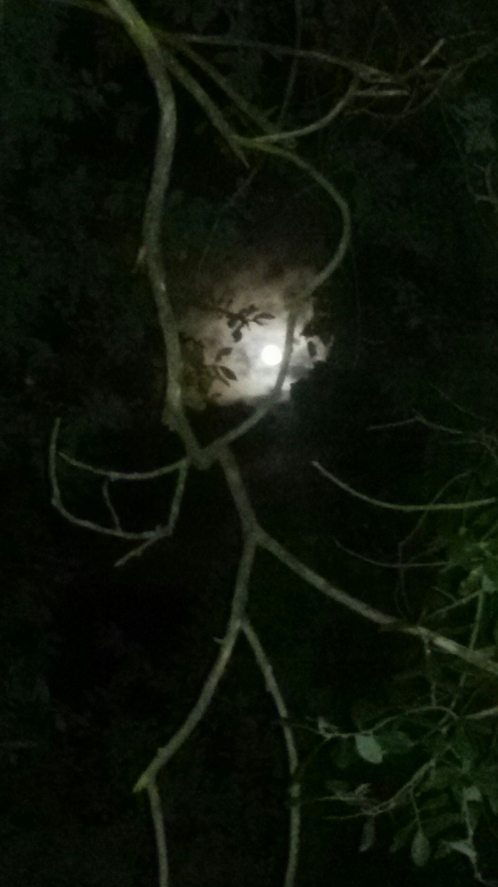 Vollmond bei Nacht