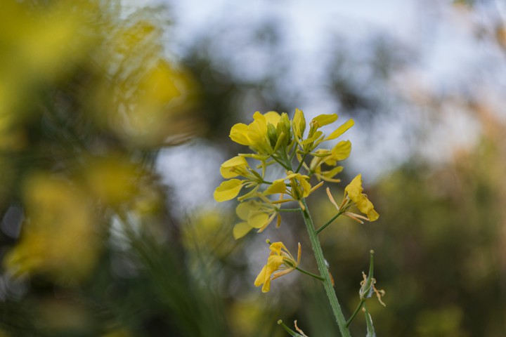 Yellow flowers