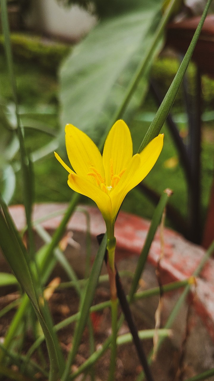 Yellow bloom