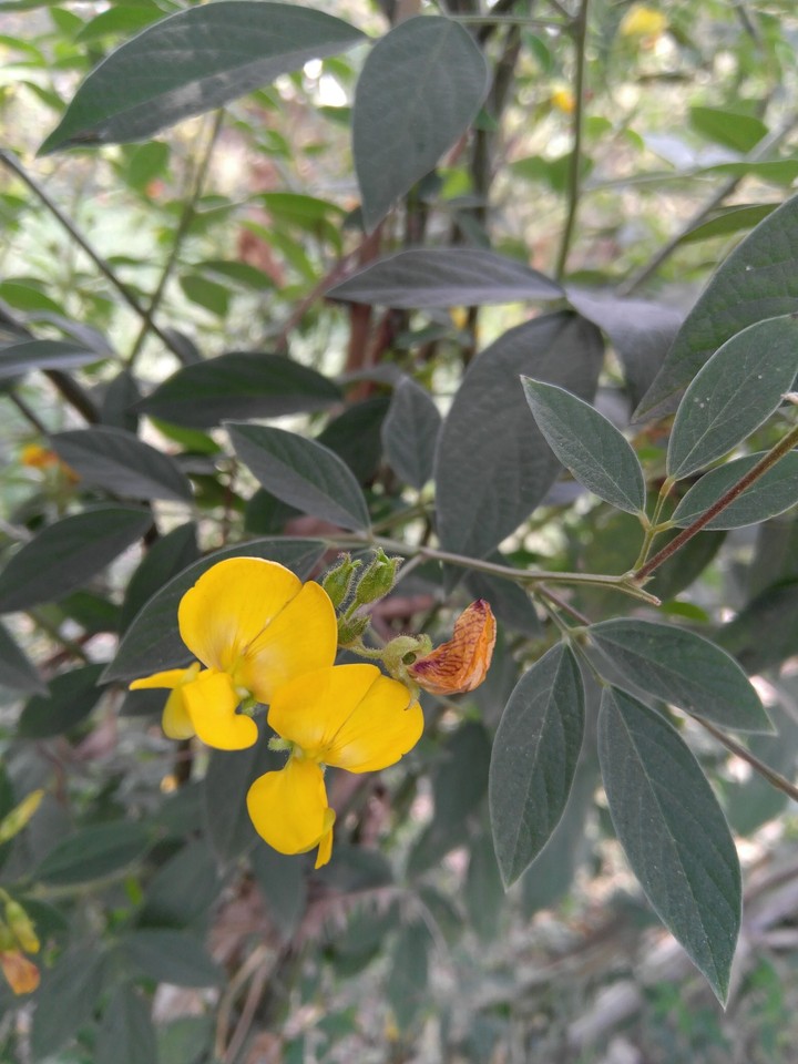 Arahar Dal-flower2
