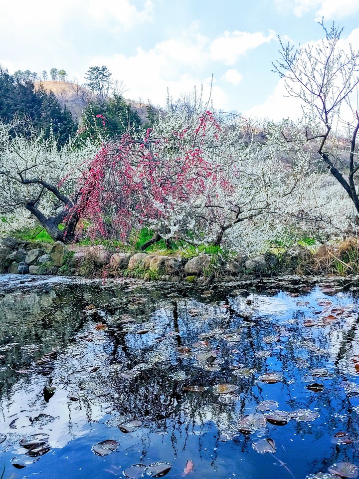 gwangyang maehea