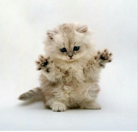 Самый няшный котёнок в мире!!!
