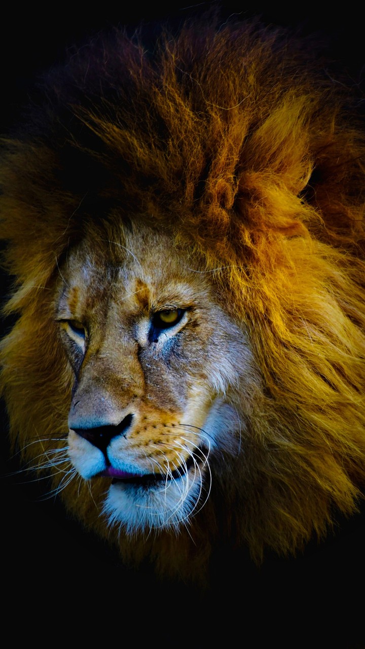 lion