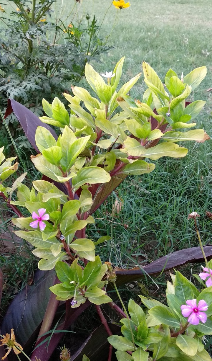 plant