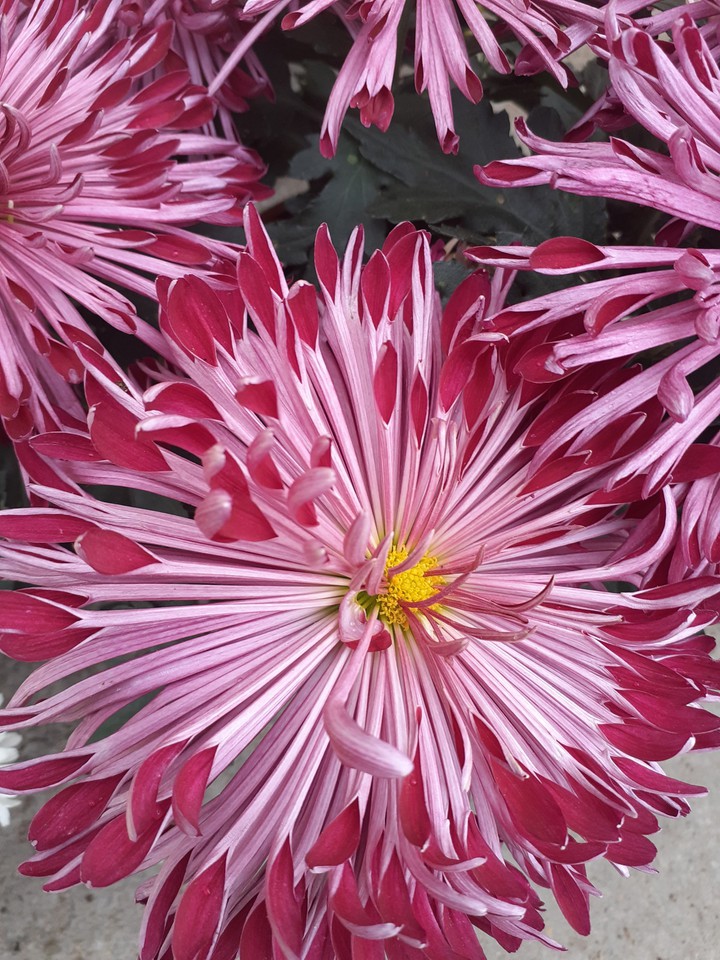 Flowers