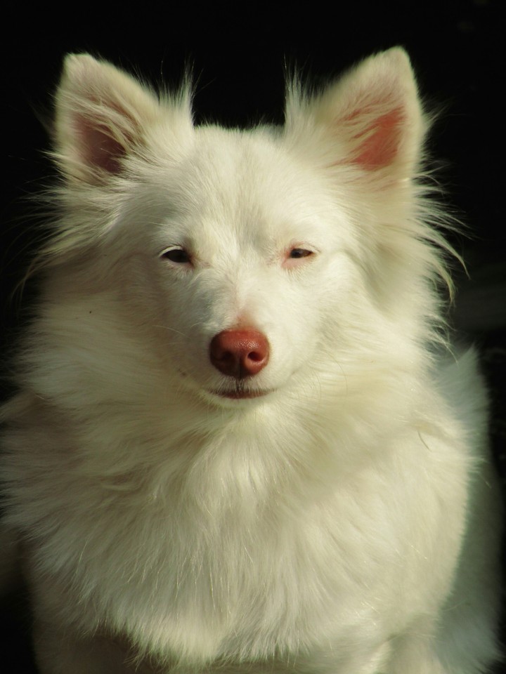 Dog portrait
