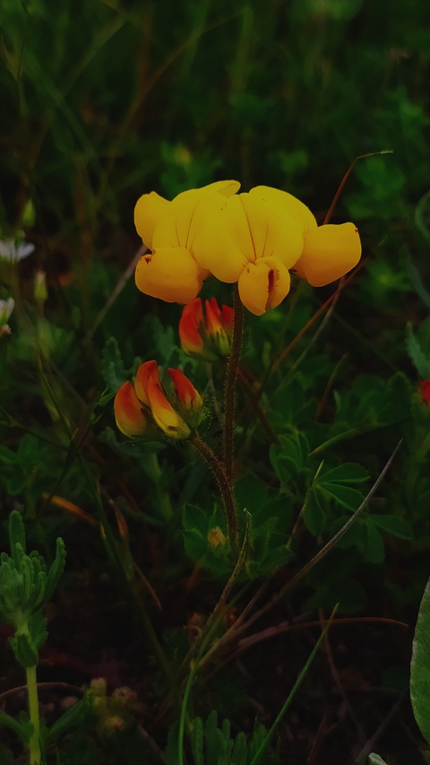 тапети plant, flower