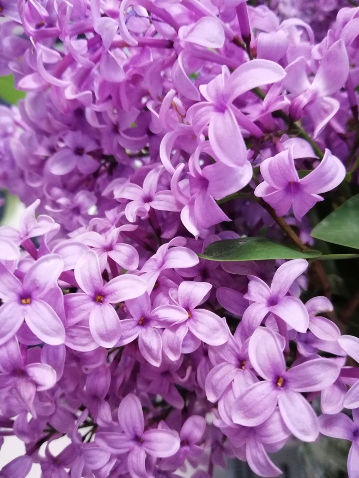 Lilac