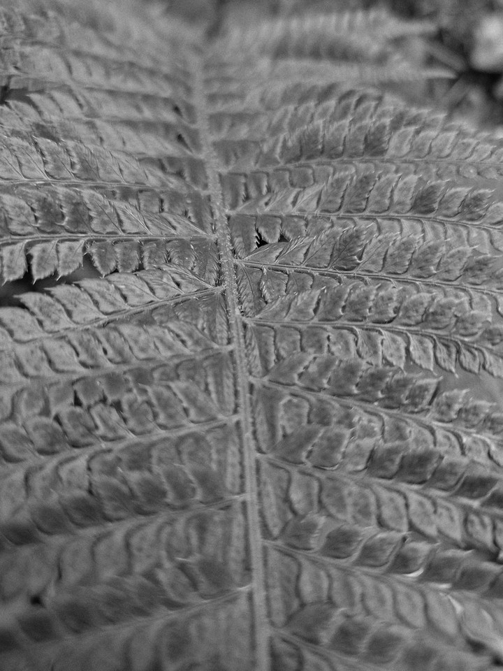 bracken