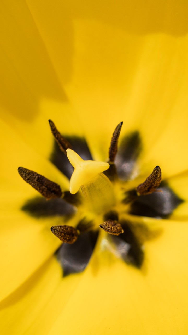 Yellow Flower