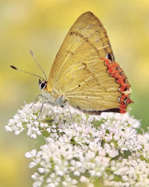 обои Yellow, wildlife