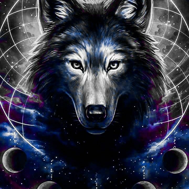 wolf wallpaper