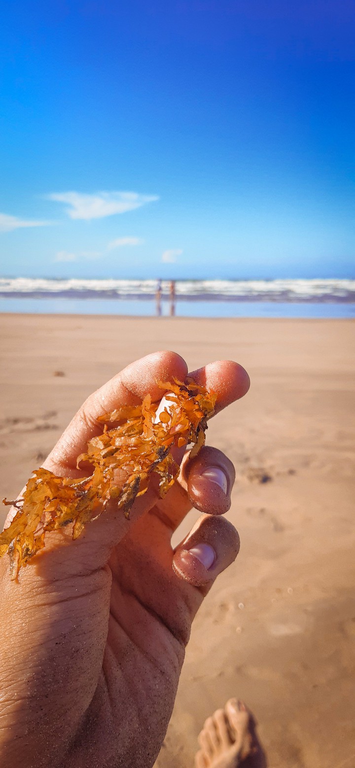 algas na praia